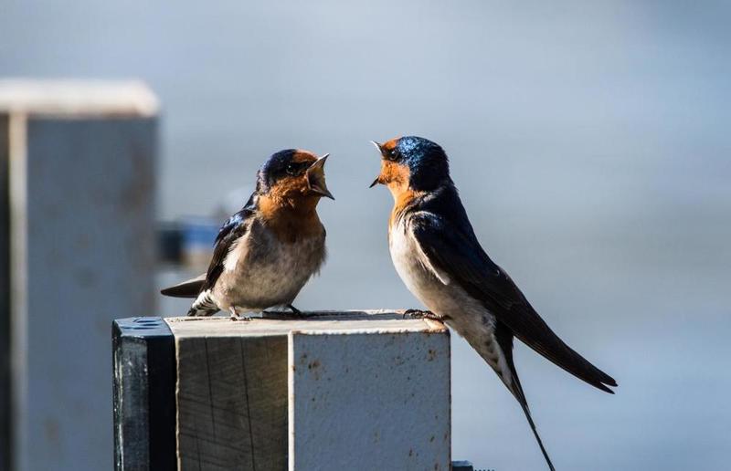 1200587Welcome Swallows debating.jpg
