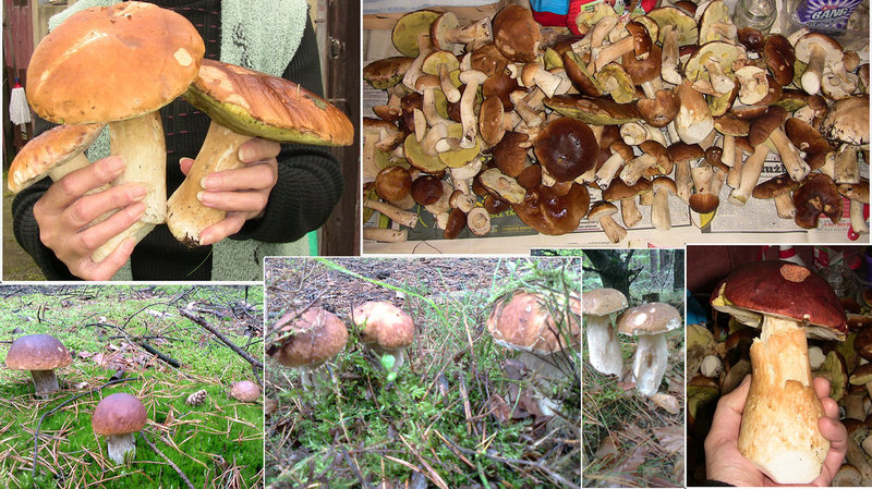 grzyby23.jpg