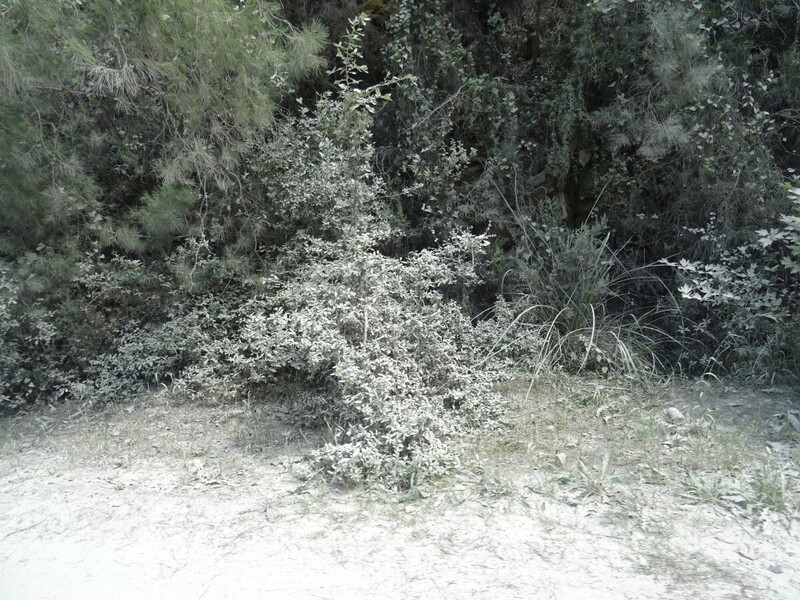 DSC08326.JPG