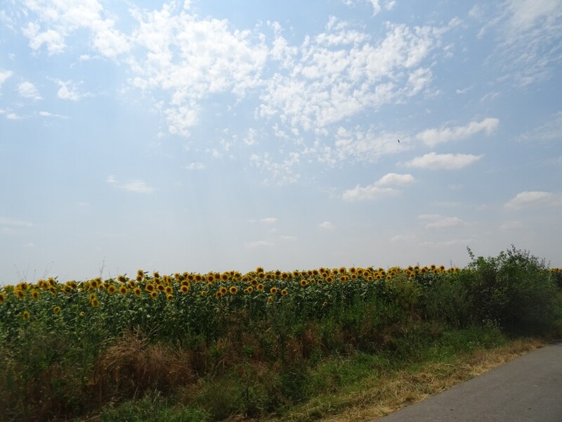 DSC09223.JPG